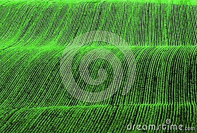 Furrows of Green Healthy Crops in Field Stock Photo