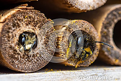 A furry and mason bee Stock Photo