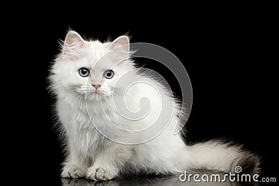 Furry British breed Kitty white color on Isolated Black Background Stock Photo