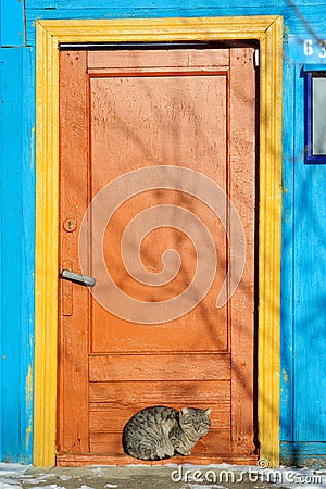 Furry cat near bright painted door in winter Stock Photo