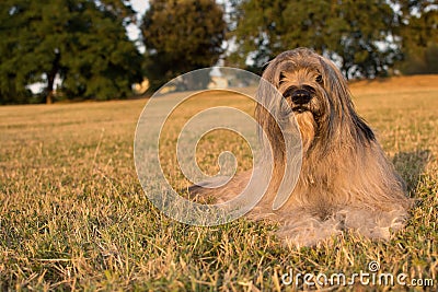 CATALAN SHEEP DOG LYING DOWN ON GRASS ON SUMMER Stock Photo