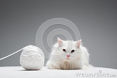 furry domestic cat near tangled ball Stock Photo