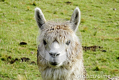 Furry domesticated alpaca portrait Stock Photo