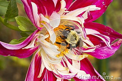 Common Eastern Bumblebee Pollinating a Dahlia Stock Photo