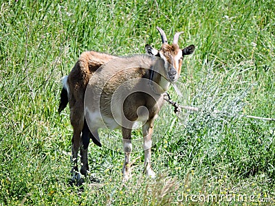 Furry goat on the green meadow Stock Photo