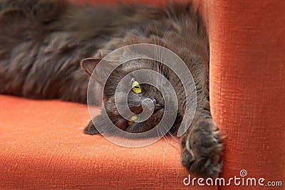 Furry gray cat nibelung portrait orange armchair Stock Photo