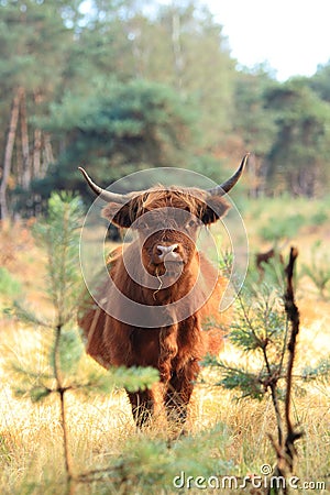 Furry highland cow dutch veluwe site