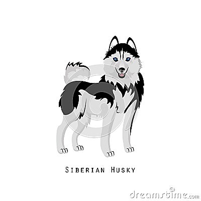 Furry human friend, home animal and decorative dog: siberian husky. Vector Illustration