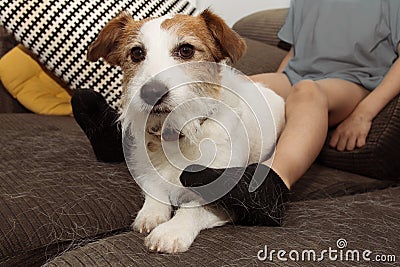 FURRY JACK RUSSELL DOG AND CHILD, SHEDDING HAIR DURING MOLT SEASON PLAYING ON SOFA WITH DIRTY SOCKS Stock Photo