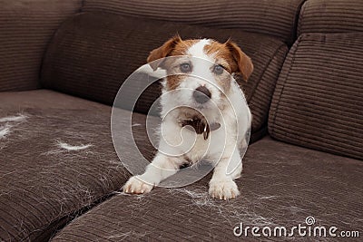 FURRY JACK RUSSELL DOG, SHEDDING HAIR DURING ANNUAL MOLT SEASON PLAYING ON SOFA FURTNITURE Stock Photo