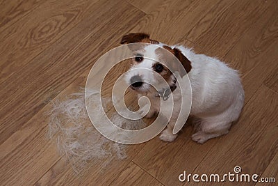 FURRY JACK RUSSELL DOG, SHEDDING HAIR ON FLOOR DURING MOLT SEASON, AFTER ITS OWNER BRUSHED OR GROOMING LOOKING UP WITH SAD Stock Photo