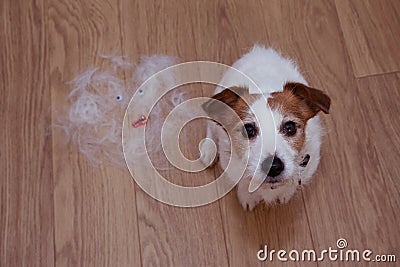 FURRY JACK RUSSELL DOG, SHEDDING HAIR DURING MOLT SEASON, AFTER ITS OWNER BRUSHED OR GROOMING LOOKING UP Stock Photo