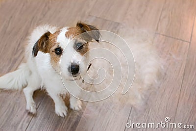 FURRY JACK RUSSELL DOG, SHEDDING HAIR DURING MOLT SEASON, AFTER ITS OWNER BRUSHED OR GROOMING LOOKING UP WITH SAD EXPRESSION Stock Photo