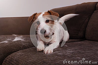 FURRY JACK RUSSELL DOG, SHEDDING HAIR DURING MOLT SEASON PLAYING ON A SOFA Stock Photo