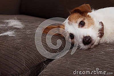 FURRY JACK RUSSELL DOG, SHEDDING HAIR DURING MOLT SEASON PLAYING ON SOFA FURNITURE Stock Photo