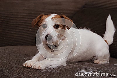 FURRY JACK RUSSELL DOG, SHEDDING HAIR DURING MOLT SEASON PLAYING ON SOFA FURTNITURE Stock Photo