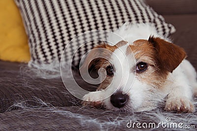 FURRY JACK RUSSELL DOG, SHEDDING HAIR DURING MOLT SEASON RELAXING ON SOFA FURNITURE Stock Photo