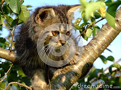 Furry kitten in Tree Stock Photo