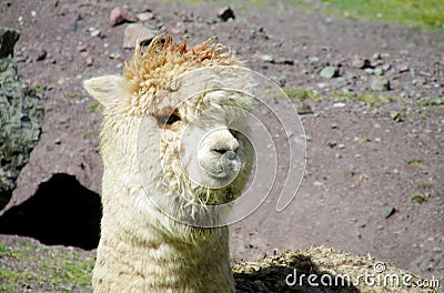 Furry lama and alpaca portrait Stock Photo