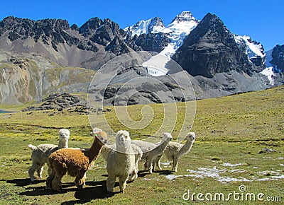 Furry llamas and alpacas on green meadow in Andes snow caped mountains Stock Photo