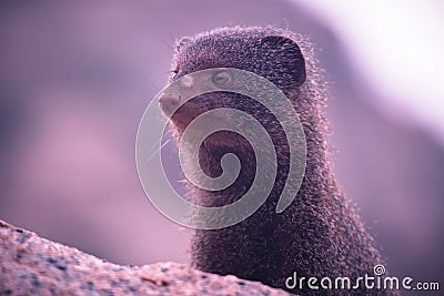 Furry mammal head Stock Photo