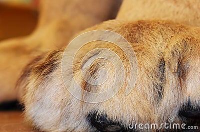 Furry paws with retracted claws on this mountain lion Stock Photo