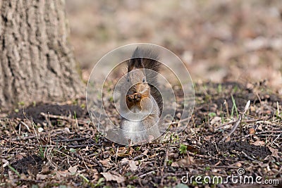 Furry red squirrel stands on paws and eats an acorn. Stock Photo