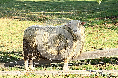 Furry sheep - rammer Stock Photo