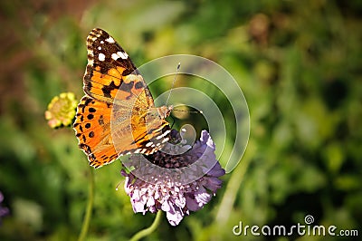 Furry Spotted Orange Spring Butterfly on Flowers Stock Photo