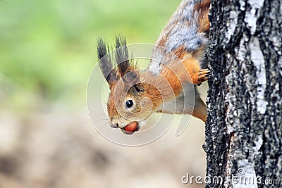 furry squirrel funny Peeps out of the barrel with the walnut in the teeth Stock Photo