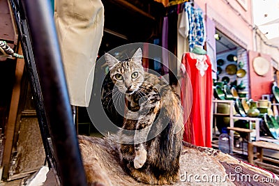 Furry striped cat sitting on rug in Marrakech medina souk, Morroco Stock Photo
