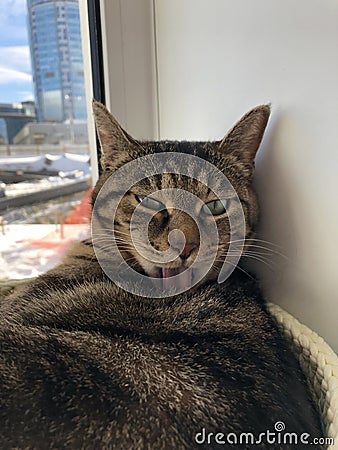 Furry striped cat washes and looks suspiciously glance at the camera Stock Photo