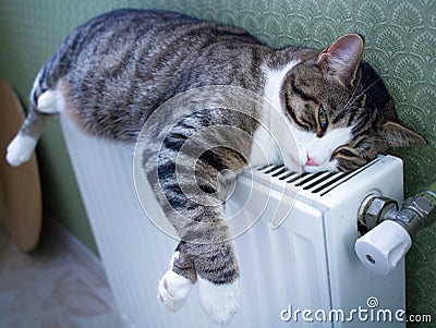 Furry striped pet cat lies on warm radiator resting Stock Photo