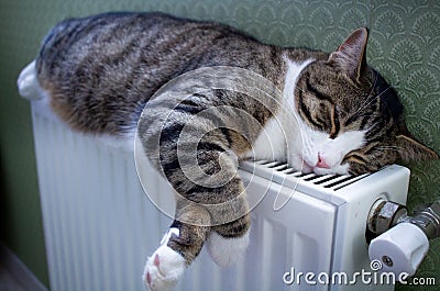 Furry striped pet cat lying on warm radiator rests Stock Photo