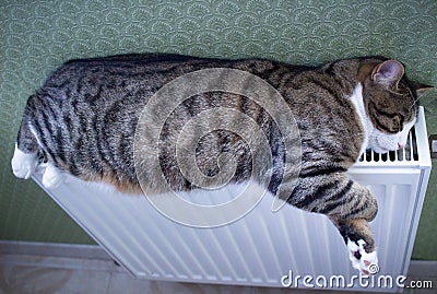 Furry striped pet cat lying on warm radiator relaxes Stock Photo