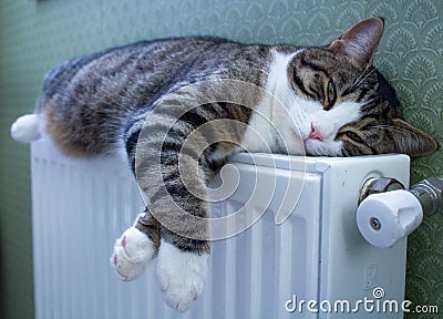 Furry striped cat lies on warm radiator resting and relaxing Stock Photo