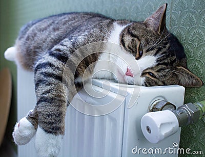 Furry striped pet cat lies on warm radiator resting, relaxing Stock Photo