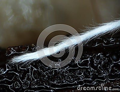 A furry tail of a microscopic mold. Stock Photo