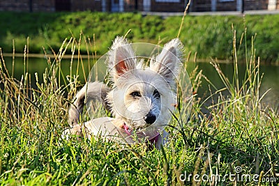 Furry white puppy is lying on a grass in a park near to the lake. Stock Photo
