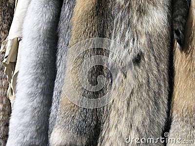 Furs and Skins Stock Photo