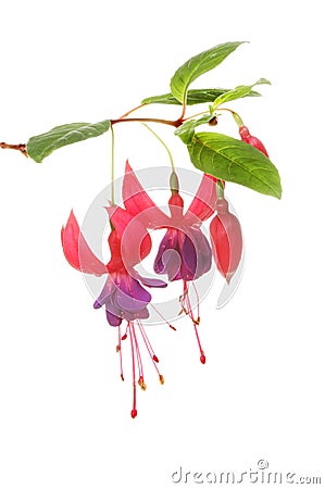 Fuscia flowers and leaves Stock Photo