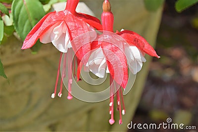 Fuscia Stock Photo