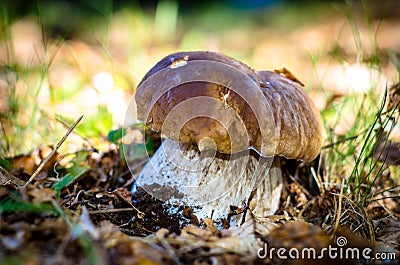 Fused porcini mushrooms in the coniferous forest Stock Photo