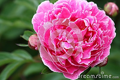 Fusha Peony close up Stock Photo