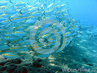 Fusilier fish swarm Stock Photo