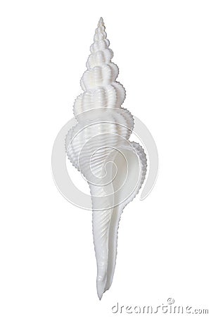 Fusinus Spiral Shell Stock Photo