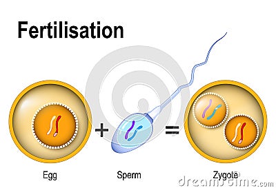 Fusion of two haploid gametes to form a diploid zygote. Vector Illustration