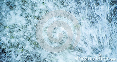 Fuso orario di crescita dell'zygomycota su pane super macro concetto di inizio vita scientifico e stock footage Fuso orario di crescita dell'zygomycota su pane super macro concetto di inizio vita scientifico e stock footage