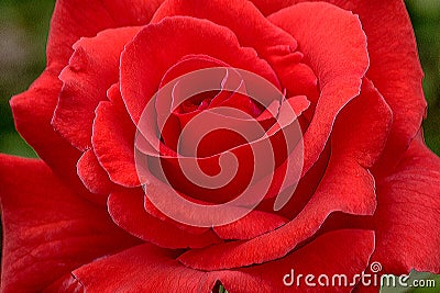 Futura Red Rose Stock Photo