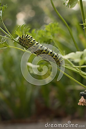 Future Swallowtail Butterfly Stock Photo